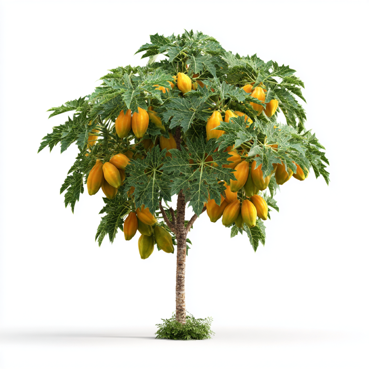 Papaya Puns